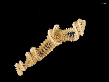 Media type: image; Invertebrate Zoology OPH-2631